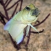jawfish_yellowhead_bcf_nwp_v_0214_tci2140.jpg